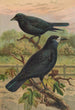 Corvus frugilegus - Johann Friedrich Naumann — artwork view