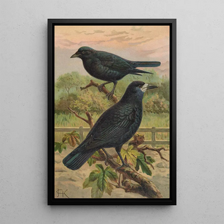 Johann Friedrich Naumann - Corvus frugilegus.webp