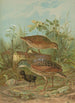 Crex crex - Johann Friedrich Naumann — vista de la obra