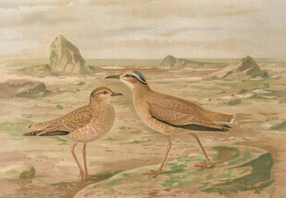 Johann Friedrich Naumann - Cursorius gallicus.webp