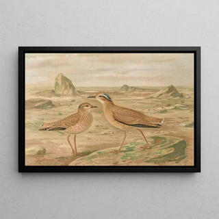 Johann Friedrich Naumann - Cursorius gallicus.webp