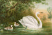 Cygnus cygnus - Johann Friedrich Naumann — vista de la obra