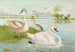 Cygnus olor - Johann Friedrich Naumann — artwork view