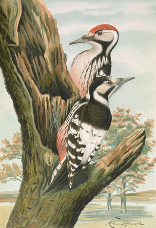 Johann Friedrich Naumann - Dendrocopus leuconotus.webp