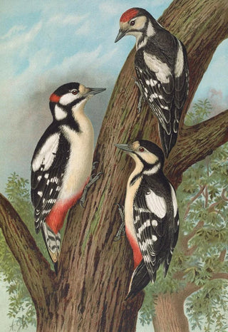 Johann Friedrich Naumann - Dendrocopus major.webp