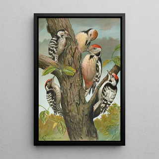 Johann Friedrich Naumann - Dendrocopus medius Dendrocopus minor.webp