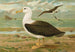 Diomedea melanophrys Boie Albatros a cejas negras - Johann Friedrich Naumann — vista de la obra