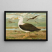 Diomedea melanophrys Boie Albatros a cejas negras - Johann Friedrich Naumann — cuadro enmarcado en la pared