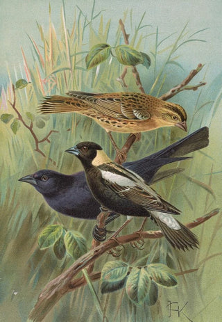 Johann Friedrich Naumann - Dolichonyx oryzivorus Molothrus Cabanisii Cassin.webp