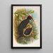 Dryocopus martius - Johann Friedrich Naumann — framed artwork on a wall