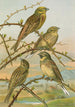 Emberiza citrinella Emberiza cirlus - Johann Friedrich Naumann — vista de la obra