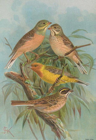 Johann Friedrich Naumann - Emberiza hortulana Emberiza luteola Sparrm Emberiza chrysophrys Pall.webp