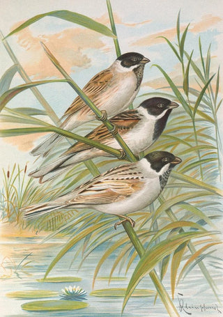 Johann Friedrich Naumann - Emberiza intermedia Michahelles Emberiza palustris Savi Emberiza pyrrhuloides Pall.webp