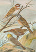 Emberiza leucocephala Gmel Emberiza cia Emberiza cinerea Strickl - Johann Friedrich Naumann — artwork view