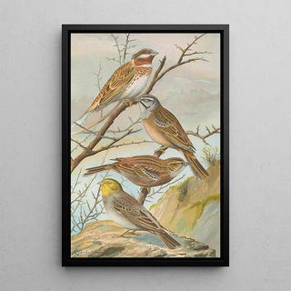 Johann Friedrich Naumann - Emberiza leucocephala Gmel Emberiza cia Emberiza cinerea Strickl.webp