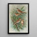 Emberiza rustica Pall Emberiza pusilla Pall - Johann Friedrich Naumann — cuadro enmarcado en la pared