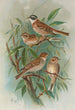 Emberiza rustica Pall Emberiza pusilla Pall - Johann Friedrich Naumann — vista de la obra