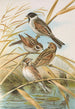 Emberiza schoeniclus - Johann Friedrich Naumann — vista de la obra