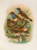 Erithacus cyaneculus - Johann Friedrich Naumann — vista de la obra