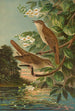 Erithacus luscinia Erithacus philomela - Johann Friedrich Naumann | Cuadro — vista de la obra