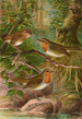 Erithacus rubeculus - Johann Friedrich Naumann — artwork view