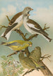 Fringilla nivalis Chloris chloris - Johann Friedrich Naumann — vista de la obra