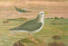 Fulmarus glacialis, petrel fulmar - Johann Friedrich Naumann — vista de la obra