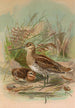 Gallinago gallinago - Johann Friedrich Naumann — vista de la obra