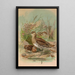 Gallinago gallinago - Johann Friedrich Naumann — cuadro enmarcado en la pared