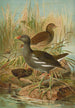 Gallinula chloropus - Johann Friedrich Naumann — vista de la obra