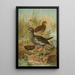 Gallinula chloropus - Johann Friedrich Naumann — cuadro enmarcado en la pared