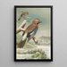 Garrulus glandarius - Johann Friedrich Naumann — framed artwork on a wall