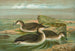 Gavia arctica L, Zampullín ártico - Johann Friedrich Naumann — vista de la obra