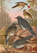 Geocichla sibirica - Johann Friedrich Naumann — vista de la obra