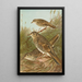 Geocichla varia Geocichla dauma - Johann Friedrich Naumann — framed artwork on a wall