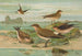Glareola pratincola Glareola melanoptera Nordm - Johann Friedrich Naumann — artwork view
