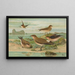 Glareola pratincola Glareola melanoptera Nordm - Johann Friedrich Naumann — framed artwork on a wall