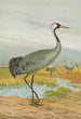 Grus grus - Johann Friedrich Naumann — vista de la obra