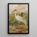 Grus virgo Grus leucogeranus Pall - Johann Friedrich Naumann — cuadro enmarcado en la pared