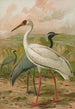 Grus virgo Grus leucogeranus Pall - Johann Friedrich Naumann — vista de la obra