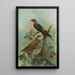Hirundo rufula Temm Biblis rupestris - Johann Friedrich Naumann — cuadro enmarcado en la pared