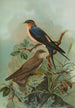 Hirundo rufula Temm Biblis rupestris - Johann Friedrich Naumann — vista de la obra