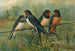 Hirundo rustica Hirundo rustica Savignii - Johann Friedrich Naumann | Cuadro — vista de la obra