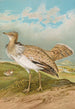 Houbara Macqueeni Gray - Johann Friedrich Naumann — artwork view