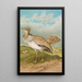 Houbara Macqueeni Gray - Johann Friedrich Naumann — framed artwork on a wall