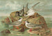 Hydrochelidon fissipes, Hydrochelidon hybrida, Hydrochelidon nigra - Johann Friedrich Naumann — vista de la obra
