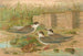 Hydrochelidon hybrida Hydrochelidon fissipes Hydrochelidon nigra - Johann Friedrich Naumann — vista de la obra