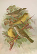 Hypolais pallida philomela polyglotta olivetorum - Johann Friedrich Naumann — artwork view