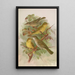 Hypolais pallida philomela polyglotta olivetorum - Johann Friedrich Naumann — framed artwork on a wall