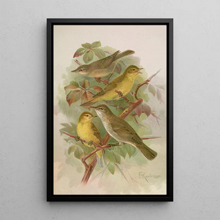 Johann Friedrich Naumann - Hypolais pallida philomela polyglotta olivetorum.webp